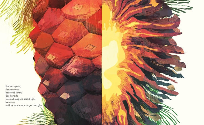 Pine Cone Regrown: How One Species Thrives After Fire - CharlottesWebTheChildrensBookStore.comCharlottesWebTheChildrensBookStore9781534112964