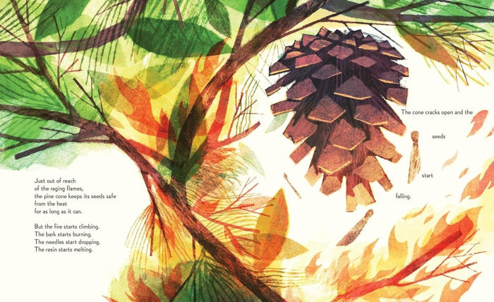 Pine Cone Regrown: How One Species Thrives After Fire - CharlottesWebTheChildrensBookStore.comCharlottesWebTheChildrensBookStore9781534112964